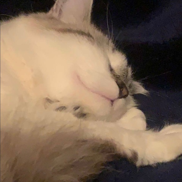 gigiissicc